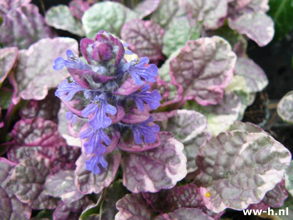 Ajuga reptans